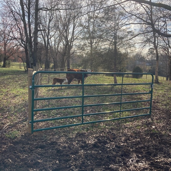 The cows - Picture 9 of 10